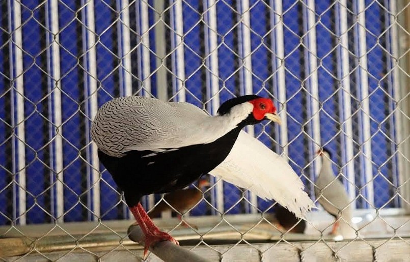 Gà lôi trắng Việt Nam – Bảo tồn vẻ đẹp rừng xanh quý giá