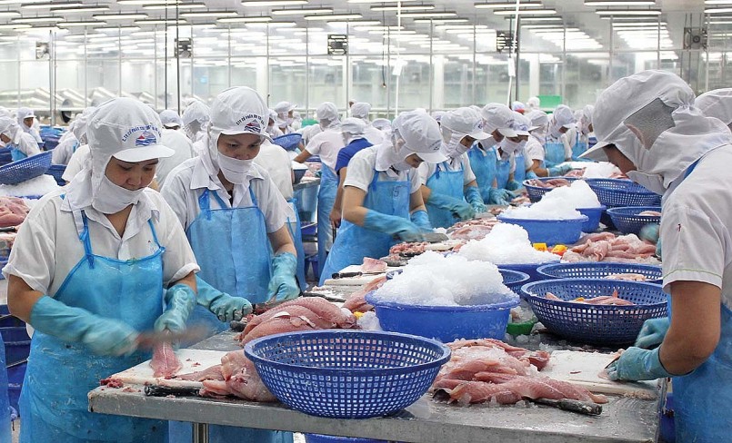 Công nhân tại nhà máy chế biến cá tra, cá ngừ thực hiện quy trình chế biến sạch, đóng gói và truy xuất nguồn gốc để đáp ứng tiêu chuẩn xuất khẩu quốc tế.