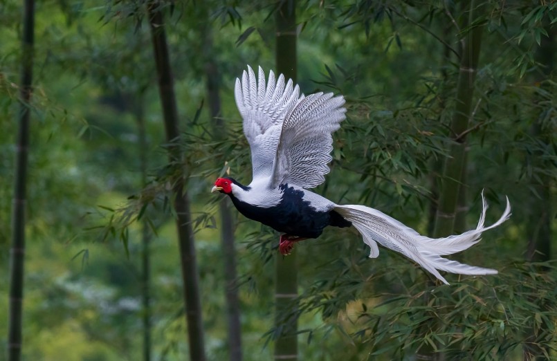 Gà lôi trắng trong môi trường tự nhiên, biểu hiện sự quý hiếm và cần được bảo vệ theo nhóm IIB.