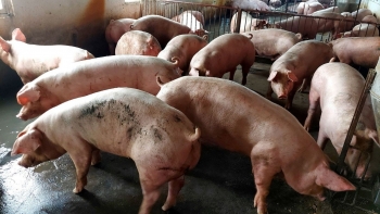 Giá heo hơi tiếp tục rớt giá tại cả ba miền