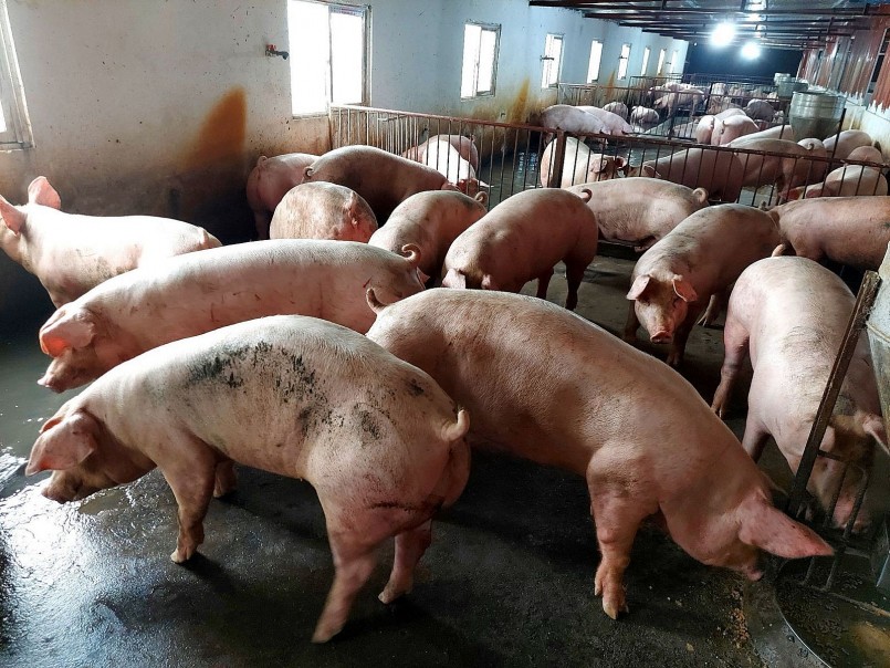 Giá heo hơi tiếp tục rớt giá tại cả ba miền