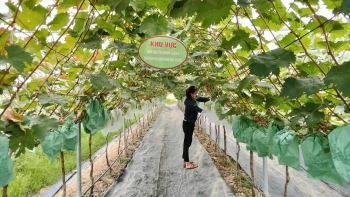 Vườn nho Sơn Trang – điểm hẹn trải nghiệm xanh giữa lòng xứ Thanh