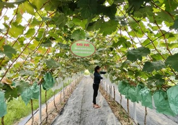 Vườn nho Sơn Trang – điểm hẹn trải nghiệm xanh giữa lòng xứ Thanh