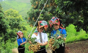 Hợp tác xã điện tử – Bước tiến số cho kinh tế tập thể