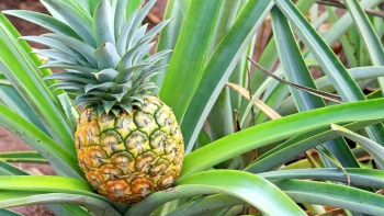 Vì sao dứa là “siêu thực phẩm” cho tim mạch, tiểu đường và gan
