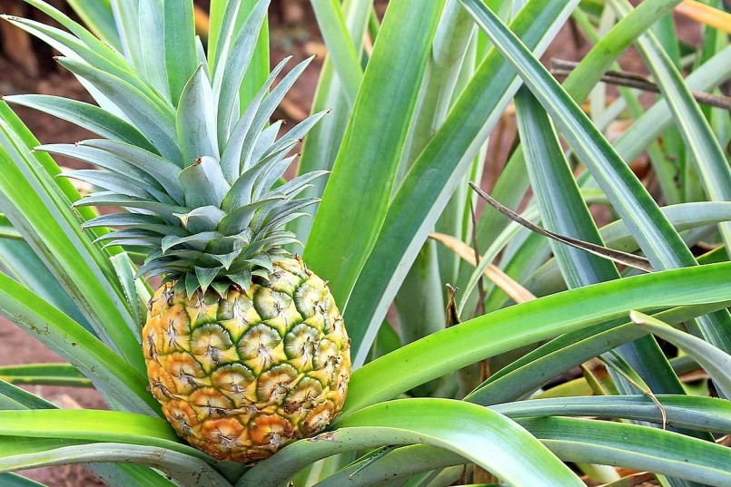 Không chỉ chinh phục người dùng bằng vị ngon khó cưỡng, dứa còn được các nhà khoa học và chuyên gia dinh dưỡng đánh giá cao về giá trị y học.