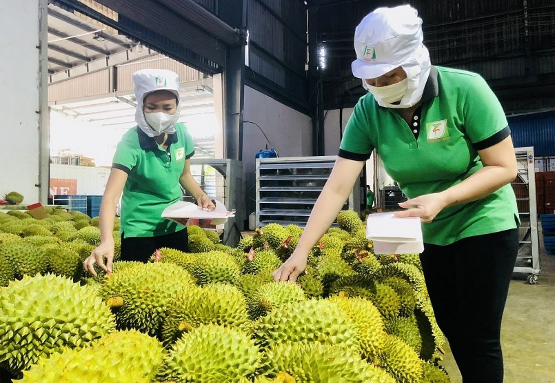 Công nhân kiểm tra chất lượng sầu riêng trước khi xuất khẩu sang Trung Quốc, đảm bảo tuân thủ các tiêu chuẩn an toàn thực phẩm và nâng cao giá trị nông sản Việt.”