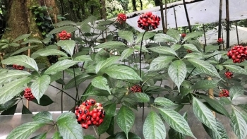 Mở đường cho "quốc bảo" sâm Ngọc Linh bứt phá