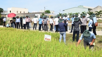 Khoa học kỹ thuật nâng cao năng suất và giá trị nông sản Việt