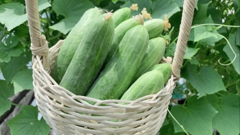 Vì sao dưa chuột có vị đắng, ăn có an toàn không?