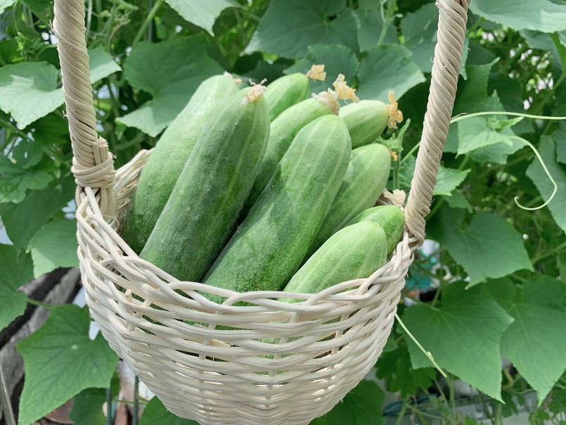 Nguyên nhân chính khiến dưa chuột có vị đắng là sự hiện diện của một nhóm hợp chất hóa học tự nhiên gọi là Cucurbitacin.