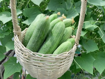 Vì sao dưa chuột có vị đắng, ăn có an toàn không?