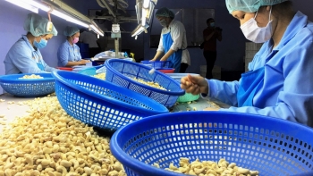 Việt Nam duy trì xuất siêu cao sang 4 thị trường CPTPP khu vực châu Mỹ