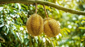 Đắk Lắk đẩy mạnh xây dựng thương hiệu sầu riêng xuất khẩu năm 2025