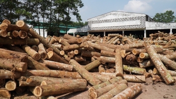Ngành gỗ Việt Nam: Giữ đà xuất khẩu, đối mặt áp lực tự chủ nguyên liệu
