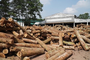 Ngành gỗ Việt Nam: Giữ đà xuất khẩu, đối mặt áp lực tự chủ nguyên liệu