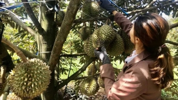 Giải bài toán chất lượng để sầu riêng Việt vươn xa