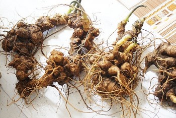 Lỗ hổng thị trường dược liệu quý: Từ câu chuyện sâm Ngọc Linh nhìn ra thách thức quản lý trên không gian mạng