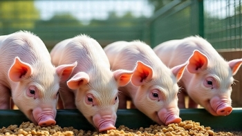 Giá heo hơi tiếp tục giảm sâu, chạm đáy 54.000 đồng/kg