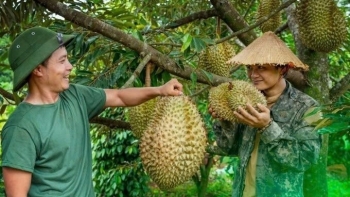 Giá sầu riêng phục hồi: Cơ hội ngắn hạn, thách thức dài hạn