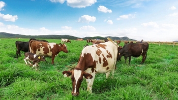 Tổng đàn bò sữa sụt giảm nghiêm trọng, Hội Chăn nuôi Việt Nam cảnh báo nguy cơ