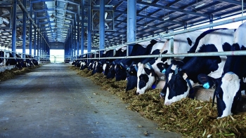 Tối đa hóa lợi nhuận và phát triển bền vững: Bài toán của doanh nghiệp ngành sữa