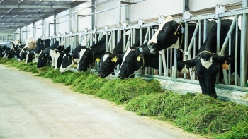 Sữa ngoại "đổ bộ", ngành chăn nuôi bò sữa Việt Nam gặp khó