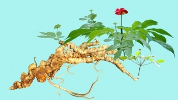 Sâm Ngọc Linh: Từ báu vật đại ngàn đến khát vọng toàn cầu