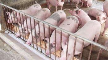 Giá heo hơi tiếp tục giảm sâu, thu mua cao nhất tại mức 61.000 đồng/kg