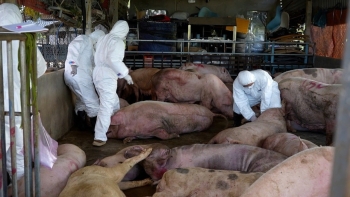 Dịch tả lợn trở lại: Đừng để thông tin sai lệch gây thêm thiệt hại cho ngành chăn nuôi
