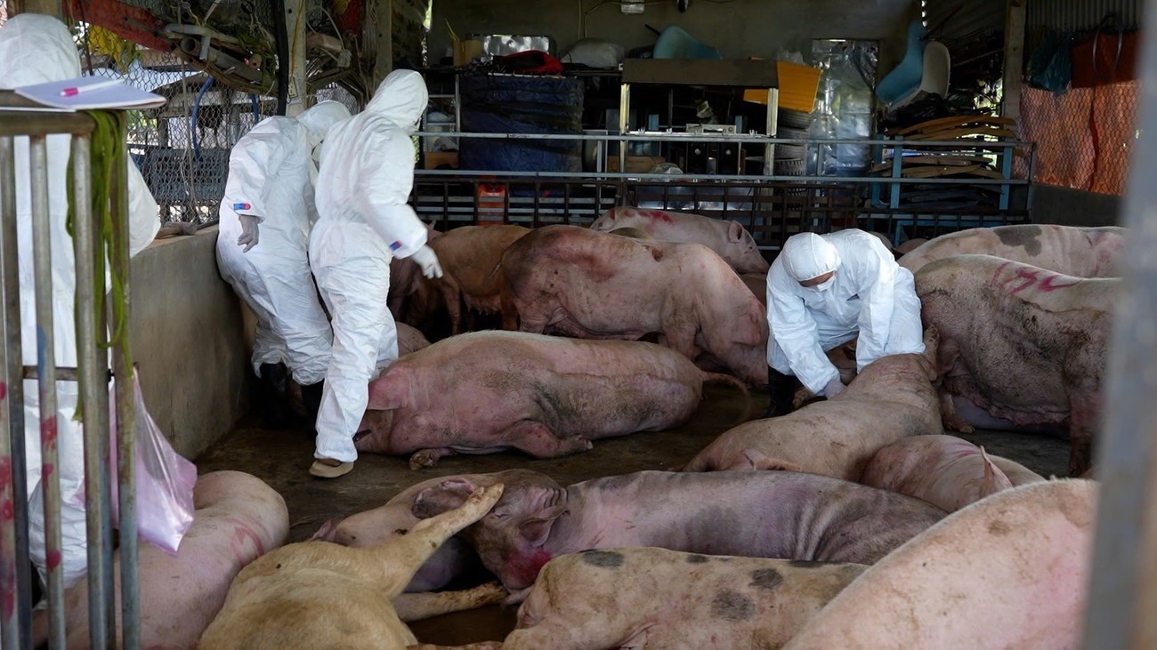 Dịch tả lợn châu Phi lan rộng ra 30/34 tỉnh, thành phố. Ảnh: Nguyễn Ngọc