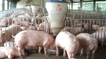 Giá heo hơi giảm liên tục, chưa có dấu hiệu dừng