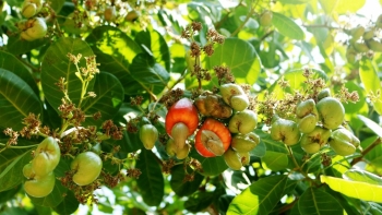 Ngành điều Việt Nam trước yêu cầu phát triển bền vững toàn cầu