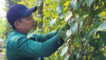 Hồ tiêu Việt Nam hướng tới mốc 1,4 tỷ USD năm 2025