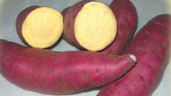 Bí quyết ăn khoai lang đúng cách để có sức khoẻ vàng