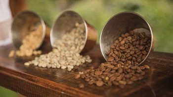 Giá cà phê hôm nay 23/8: Tiếp đà tăng, tiến gần mốc 5.000 USD/tấn