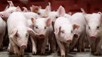Giá heo hơi miền Trung – Tây Nguyên tiếp tục chạm đáy, thấp nhất cả nước