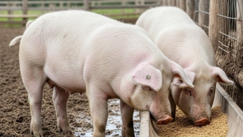 Giá heo hơi giảm nhẹ tại Lào Cai và Phú Thọ