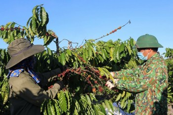 Nông sản Việt đạt chuẩn quốc tế, mở rộng cơ hội xuất khẩu bền vững