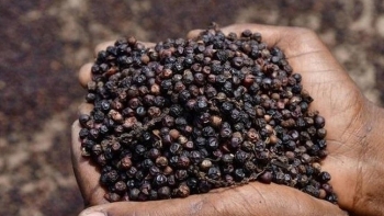 Giá hồ tiêu hôm nay 26/8: Tăng tốc bứt phá, nông dân phấn khởi khi giá tiến sát ngưỡng 150.000 đồng/kg