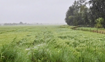 Bão số 5 nhấn chìm gần 30.000 ha lúa, hàng nghìn ha hoa màu bị tàn phá
