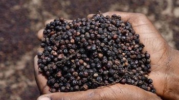 Giá hồ tiêu hôm nay 26/8: Tăng tốc bứt phá, nông dân phấn khởi khi giá tiến sát ngưỡng 150.000 đồng/kg