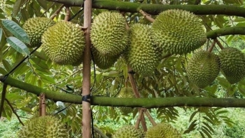 Giá sầu riêng xuất khẩu tăng, nông dân kỳ vọng lợi nhuận