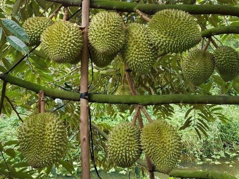 Giá sầu riêng xuất khẩu tăng, nông dân kỳ vọng lợi nhuận