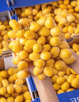 Ngọt mà không hại: Giá trị dinh dưỡng của chà là