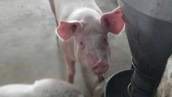 Giá heo hơi đảo chiều tăng, miền Bắc tăng nhẹ 1.000 đồng/kg