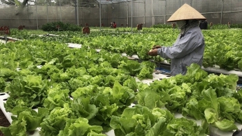 Nông nghiệp Việt 80 năm: Hành trình trụ đỡ đến phát triển xanh