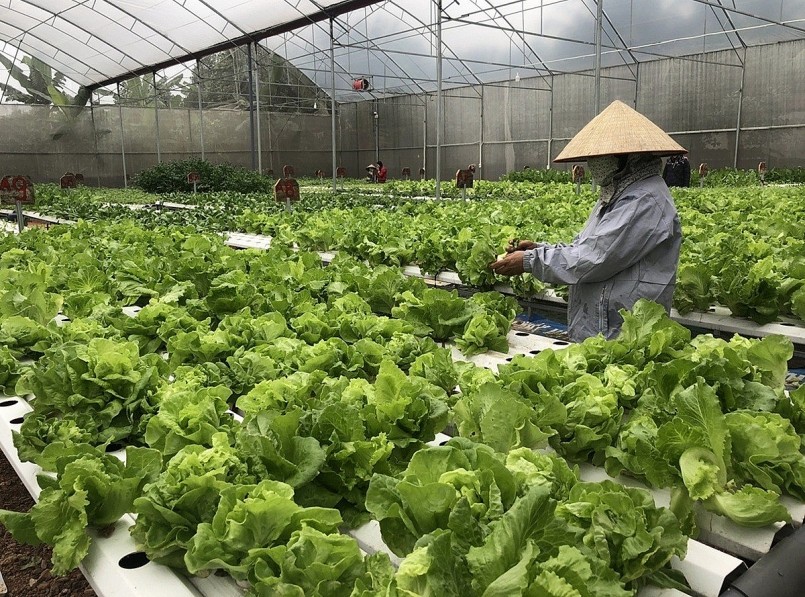 Nông nghiệp Việt 80 năm: Hành trình trụ đỡ đến phát triển xanh Nông nghiệp Việt 80 năm: Hành trình trụ đỡ đến phát triển xanh