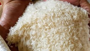 Philippines dừng nhập khẩu gạo: Cú sốc ngắn hạn hay bài toán dài hạn cho Việt Nam?