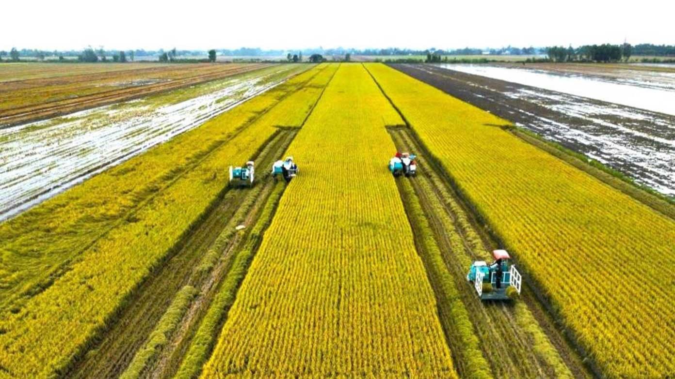 Thu hoạch lúa chất lượng cao, phát thải thấp ở Cần Thơ. Ảnh: Tạ Quang